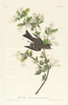 Pioui des bois - John James Audubon — Ansicht des Kunstwerks