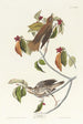 Grive des bois - John James Audubon — vista dell’opera