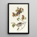 Grive des bois - John James Audubon — quadro incorniciato alla parete