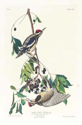 John James Audubon - Yellow bellied woodpecker.webp