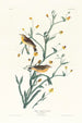 Paruline à croupion jaune - John James Audubon — Ansicht des Kunstwerks