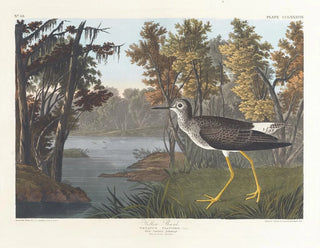 John James Audubon - Yellow shank.webp
