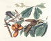 Coucou à bec jaune - John James Audubon — Ansicht des Kunstwerks