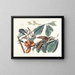 Coucou à bec jaune - John James Audubon — gerahmtes Bild an der Wand