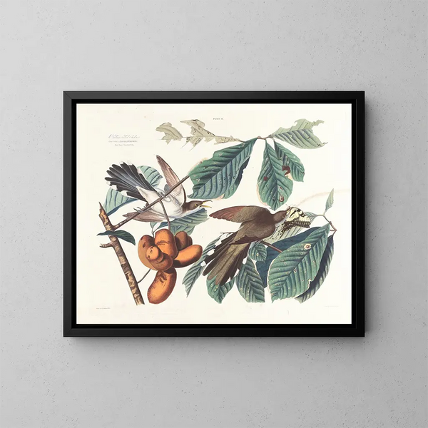 Coucou à bec jaune - John James Audubon — gerahmtes Bild an der Wand