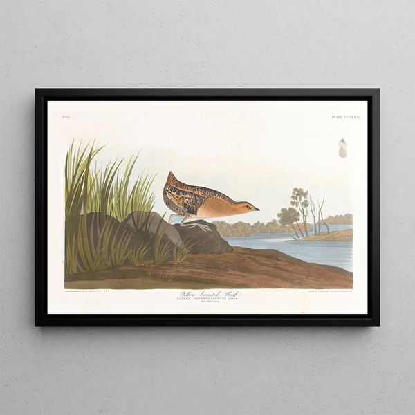 Râle à poitrine jaune - John James Audubon — quadro incorniciato alla parete