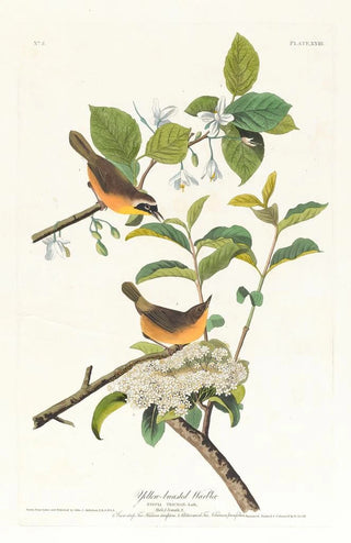 John James Audubon - Yellowbreasted warbler.webp