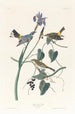Paruline à couronne jaune - John James Audubon — vista dell’opera