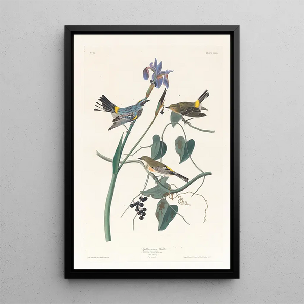 John James Audubon - Yellowcrown warbler.webp