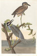 Héron couronné - John James Audubon — vista dell’opera