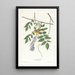 Paruline à calotte jaune - John James Audubon — gerahmtes Bild an der Wand
