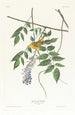 Paruline à calotte jaune - John James Audubon — Ansicht des Kunstwerks