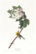Viréo à gorge jaune - John James Audubon — Ansicht des Kunstwerks