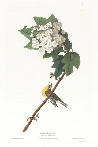 John James Audubon - Yellowthroated vireo.webp