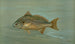 Le Kingfish Whiting ou Barb Mentichirrhus nebulosus - John L. Petrie — Ansicht des Kunstwerks