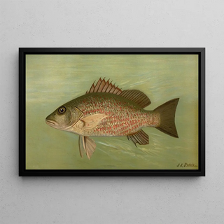 John L Petrie - The Mangrove Snapper Lutjanus griseus.webp