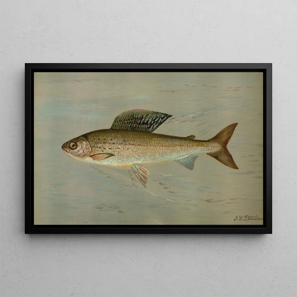 John L Petrie - The Michigan Grayling Thymallus ontariensis.webp