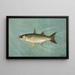 Der makellose Maskinongé aus Wisconsin Lucius masquinongy - John L.. Petrie — gerahmtes Bild an der Wand