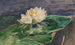 Nénuphar - John La Farge — vista dell’opera