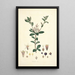 Collectanea botanica Pl03 - John Lindley — quadro incorniciato alla parete