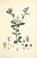 Collectanea botanica Pl03 - John Lindley — vista dell’opera