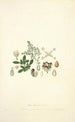 Collectanea botanica Pl04 - John Lindley — Ansicht des Kunstwerks