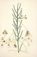 Collectanea botanica Pl06 - John Lindley — vista dell’opera
