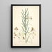 Collectanea botanica Pl06 - John Lindley — quadro incorniciato alla parete