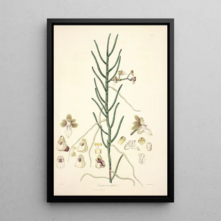 John Lindley - Collectanea botanica Pl06.webp