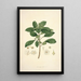 Collectanea botanica Pl09 - John Lindley — quadro incorniciato alla parete