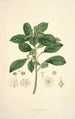 Collectanea botanica Pl09 - John Lindley — vista dell’opera