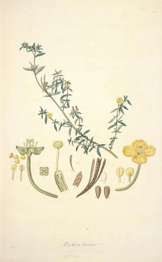 John Lindley - Collectanea botanica Pl10.webp