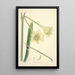 Collectanea botanica Pl11 - John Lindley — quadro incorniciato alla parete