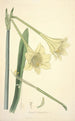 Collectanea botanica Pl11 - John Lindley — vista dell’opera