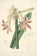 Collectanea botanica Pl12 - John Lindley — vista dell’opera