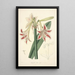 Collectanea botanica Pl12 - John Lindley — quadro incorniciato alla parete