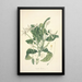 Collectanea botanica Pl13 - John Lindley — gerahmtes Bild an der Wand