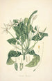 Collectanea botanica Pl13 - John Lindley — Ansicht des Kunstwerks