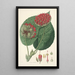 Collectanea botanica Pl14 - John Lindley — quadro incorniciato alla parete