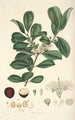 Collectanea botanica Pl16 - John Lindley — Ansicht des Kunstwerks