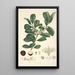 Collectanea botanica Pl16 - John Lindley — gerahmtes Bild an der Wand
