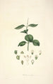 Collectanea botanica Pl17 - John Lindley — vista dell’opera
