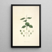 Collectanea botanica Pl17 - John Lindley — quadro incorniciato alla parete