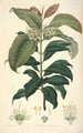 Collectanea botanica Pl18 - John Lindley — Ansicht des Kunstwerks