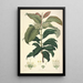 Collectanea botanica Pl18 - John Lindley — gerahmtes Bild an der Wand