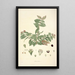 Collectanea botanica Pl19 - John Lindley — gerahmtes Bild an der Wand