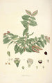 Collectanea botanica Pl19 - John Lindley — Ansicht des Kunstwerks