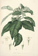 Collectanea botanica Pl21 - John Lindley — vista dell’opera