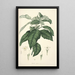 Collectanea botanica Pl21 - John Lindley — quadro incorniciato alla parete