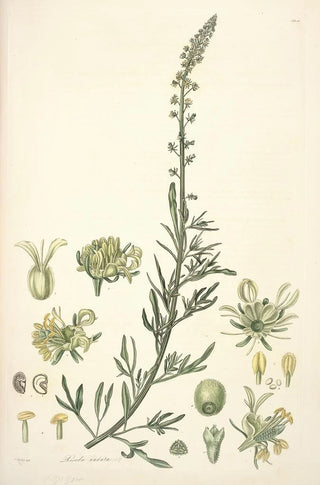 John Lindley - Collectanea botanica Pl22.webp
